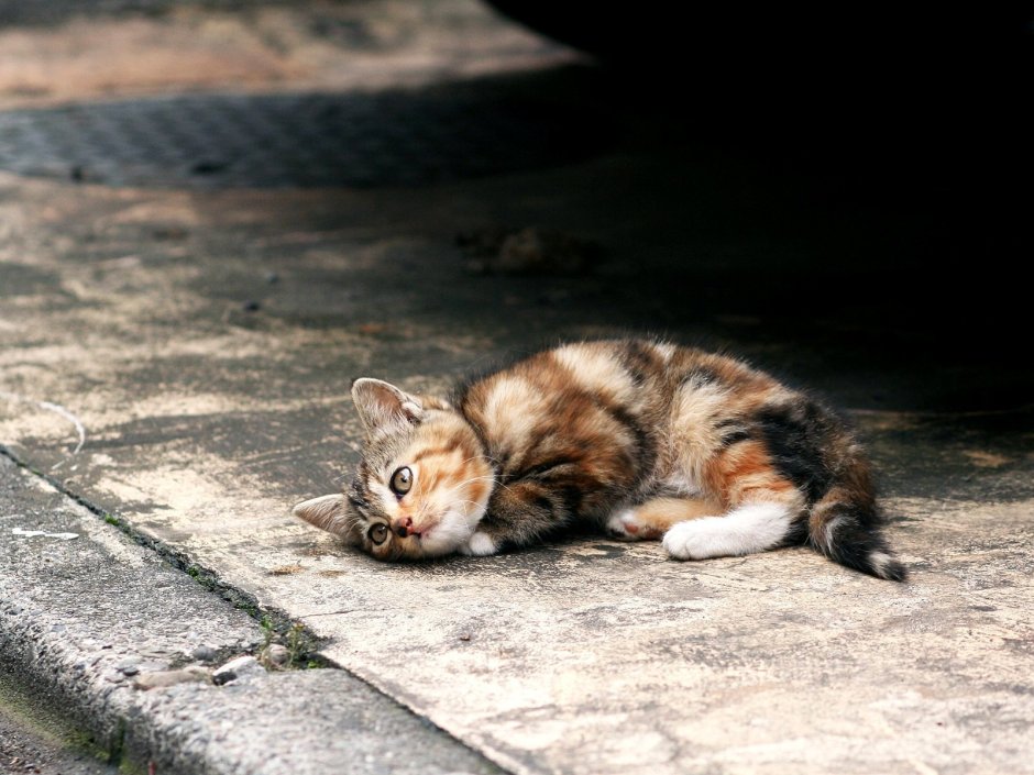 Кот в луже