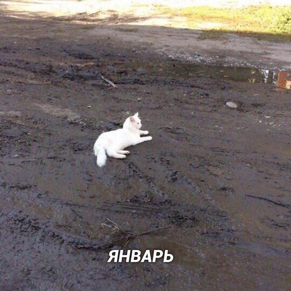 Белая кошка в грязи