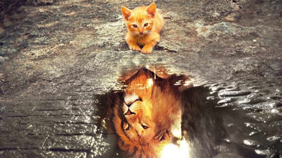 Кот в луже