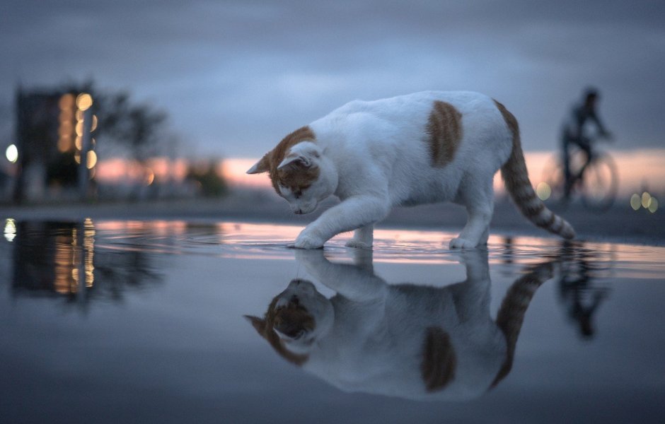 Кот в воде