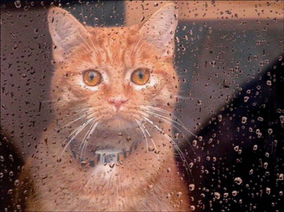 Кот и дождь за окном