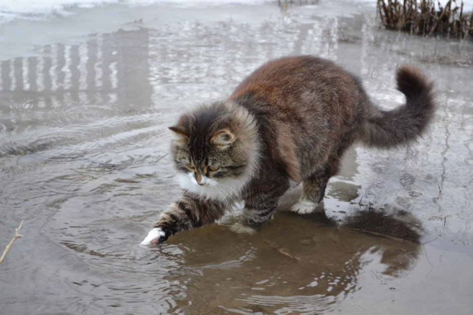 Кот в луже