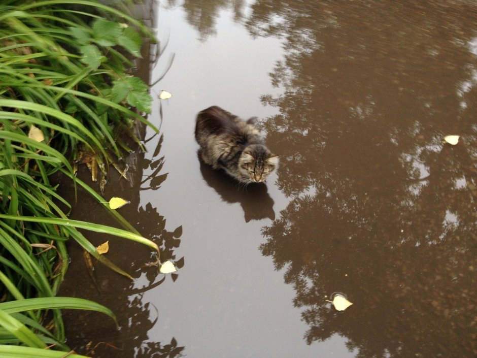 Котенок в луже