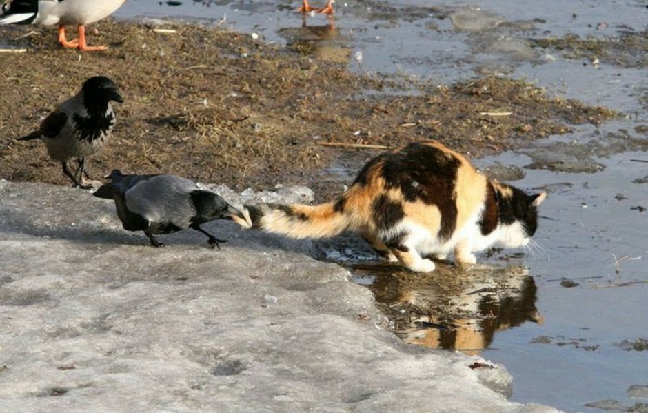 Котик плывет