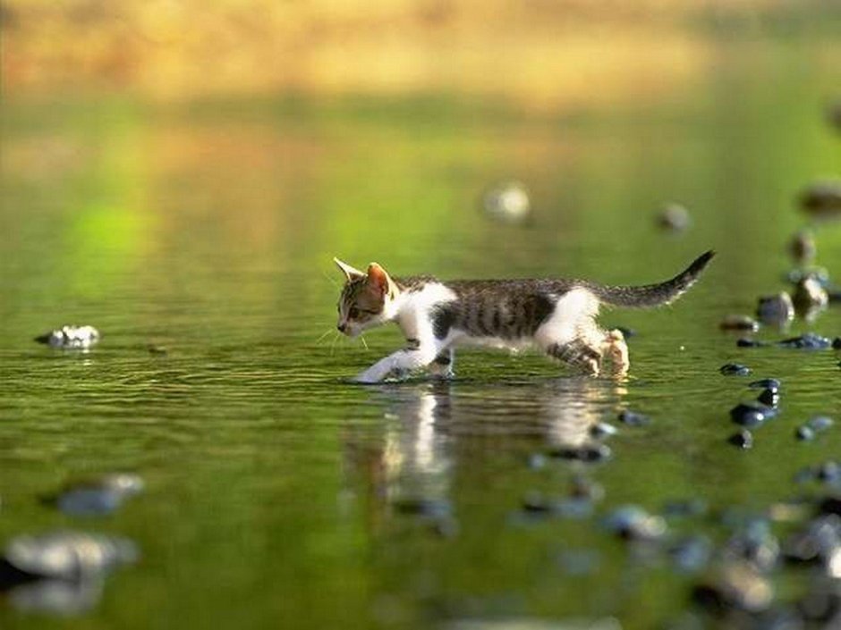 Котенок в воде