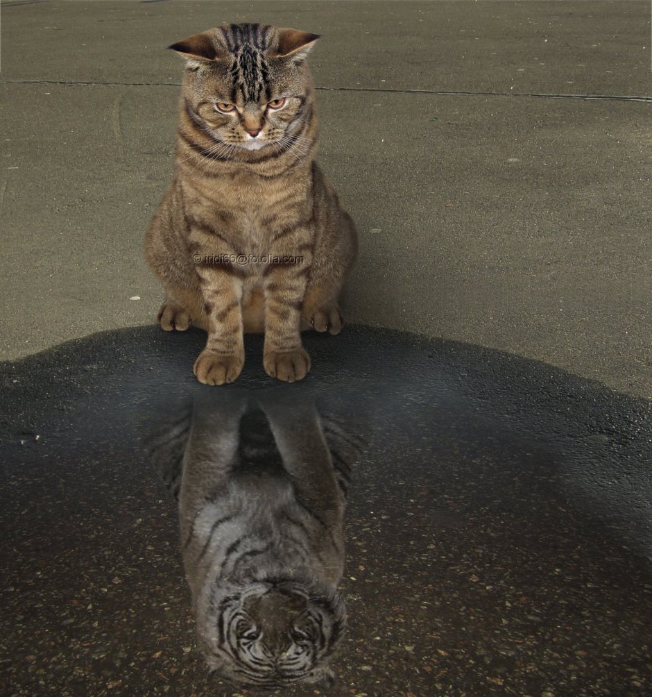 Котенок в луже