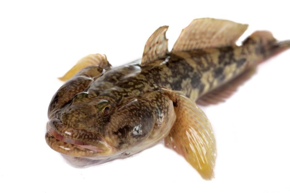 Бычок-кругляк (Neogobius melanostomus)
