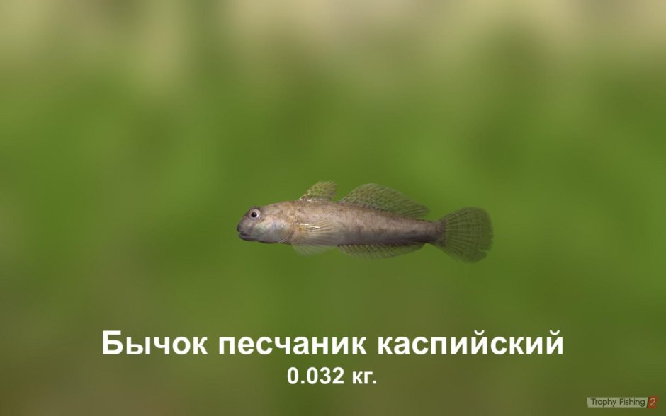 Бычок Черноморский мартовик