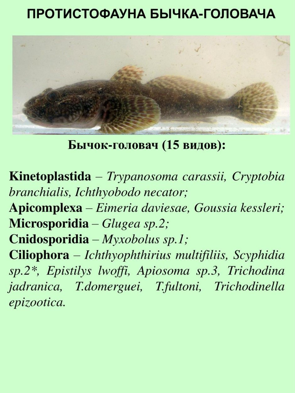 Бычок подкаменщик Сибирский