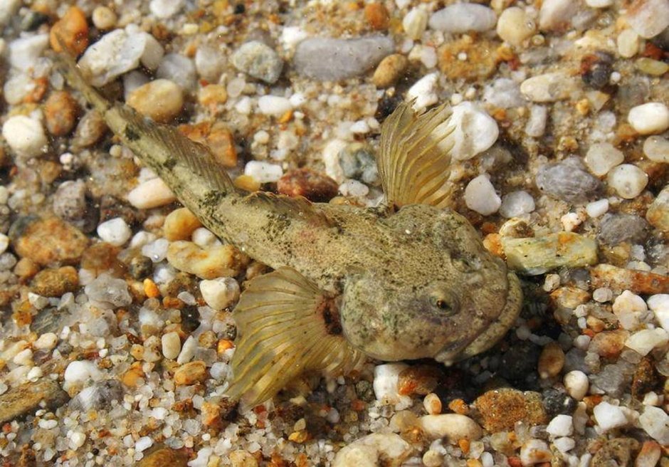Обыкновенный подкаменщик (COTTUS gobio)