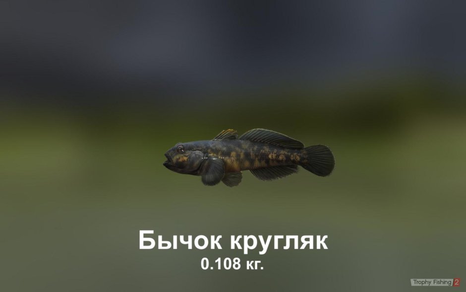 Бычок рыбка малек