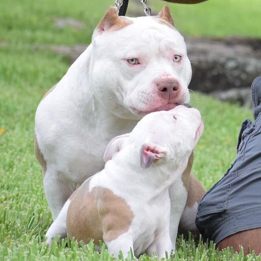 Картина американского булли