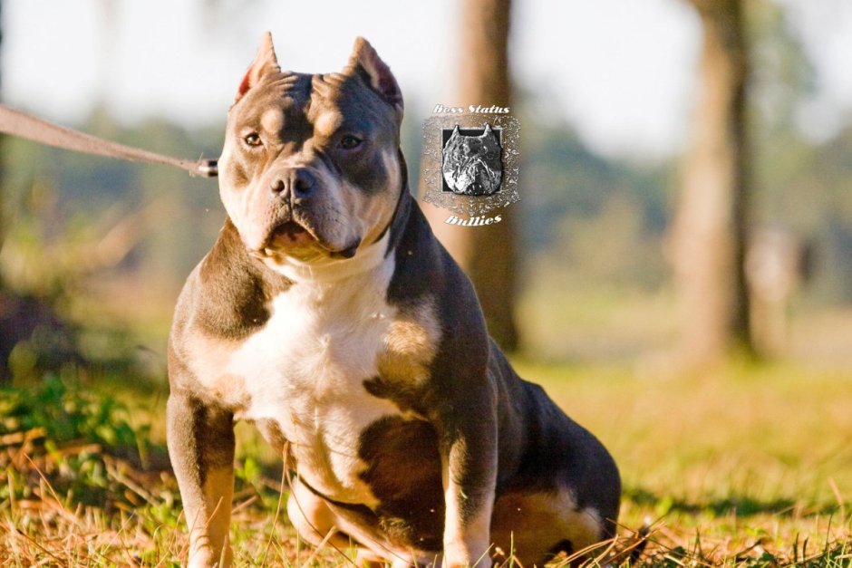 Американский булли черный Триколор