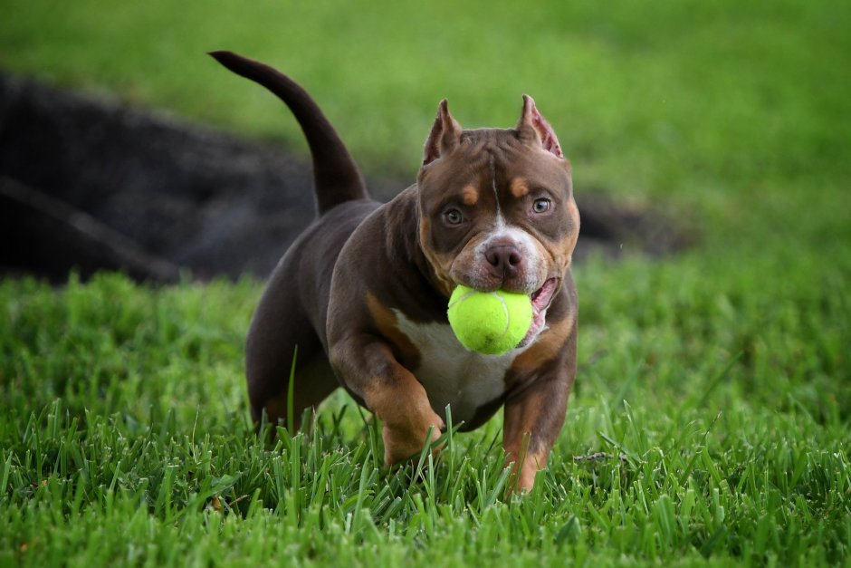 Американский булли XL Триколор