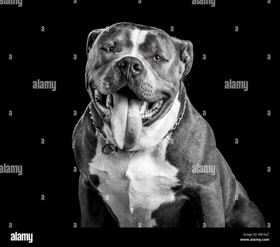 Bully собак черно белый