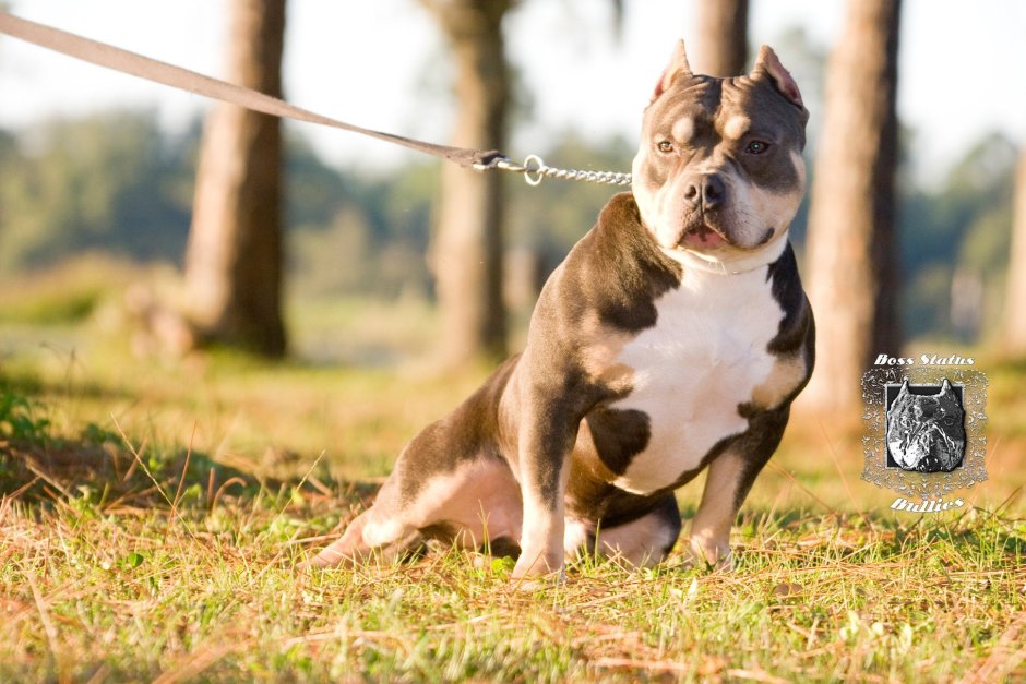 Американский булли Классик Триколор
