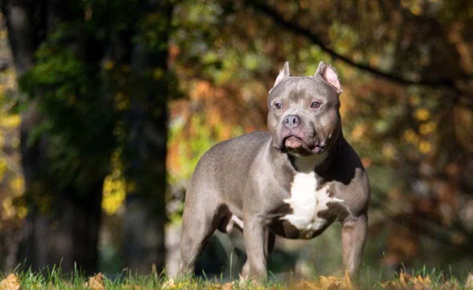 Американский стаффордширский терьер серый