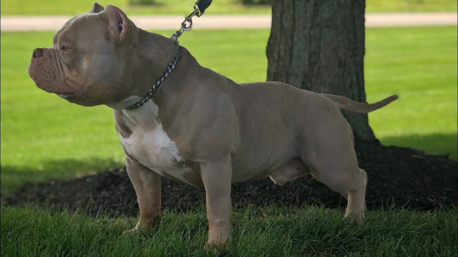 Американский булли щенок