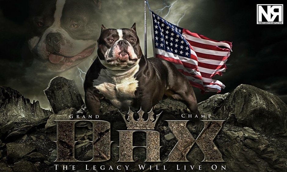 American Bully Dax