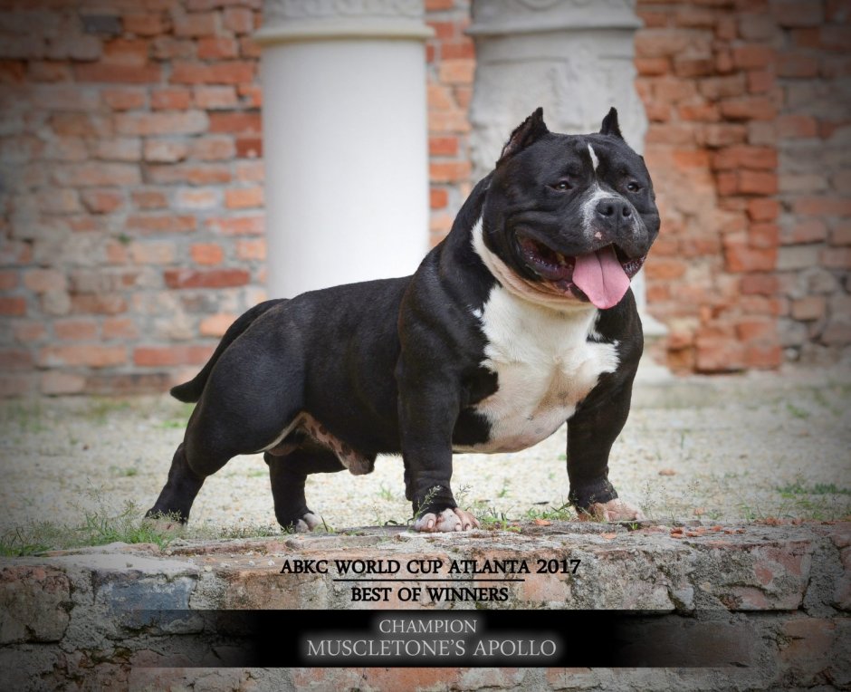 Американский булли черного окраса