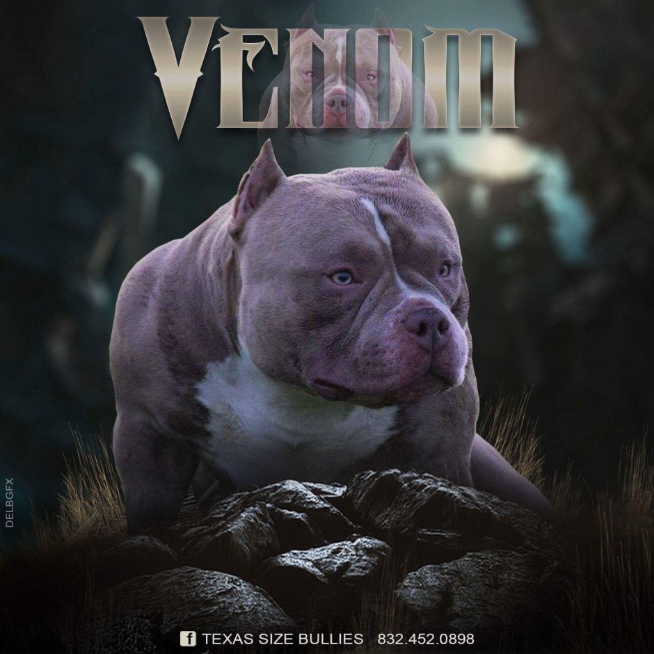 Веном американский булли