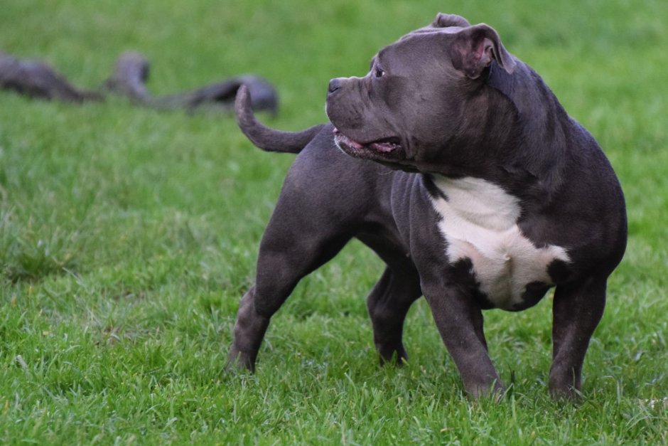 Стафф питбуль булли XL