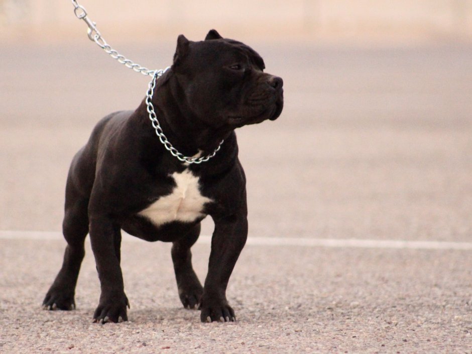 Черный американский булли стандарт