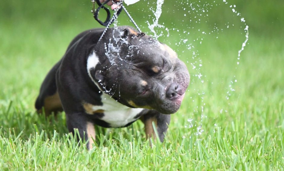 Американский булли в крапинку