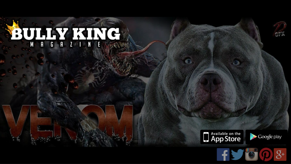 Булли, стафф, питбуль