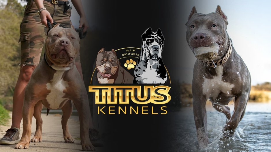 Американский булли стандарт