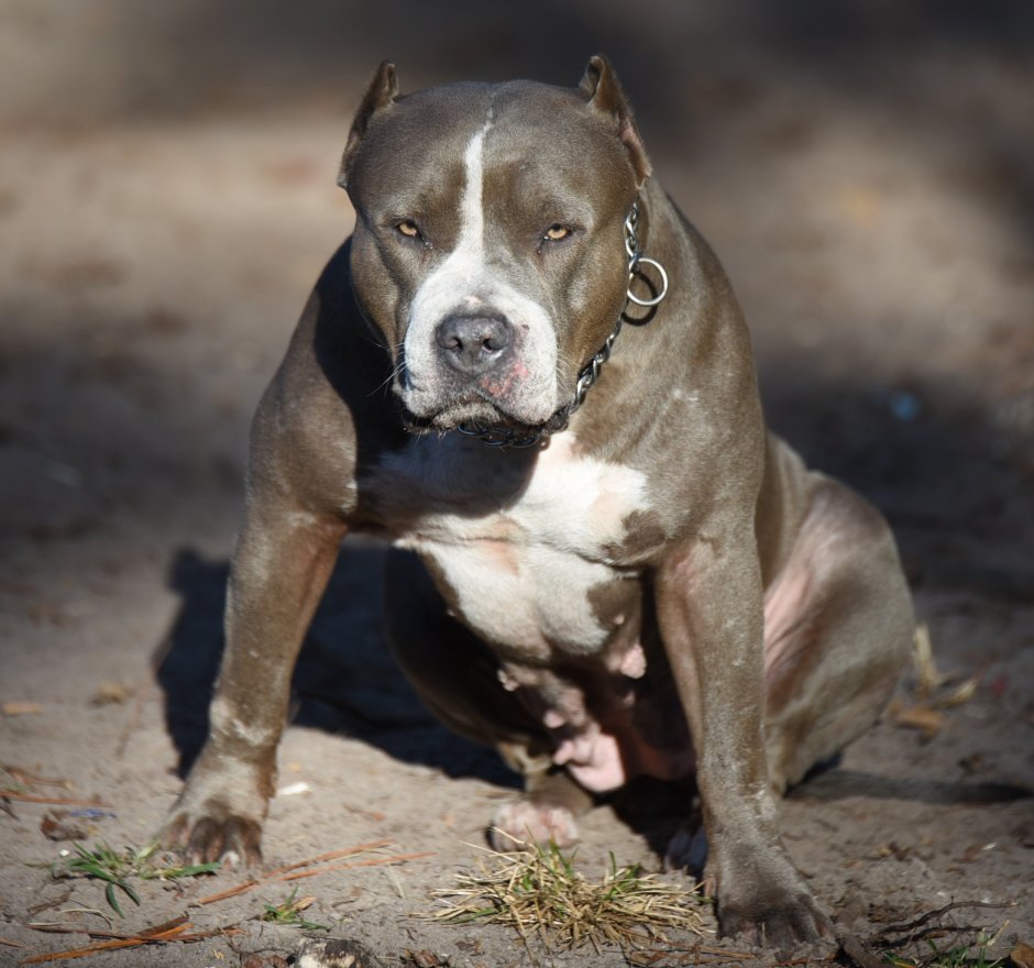 Стаффордширский терьер американский питбультерьер