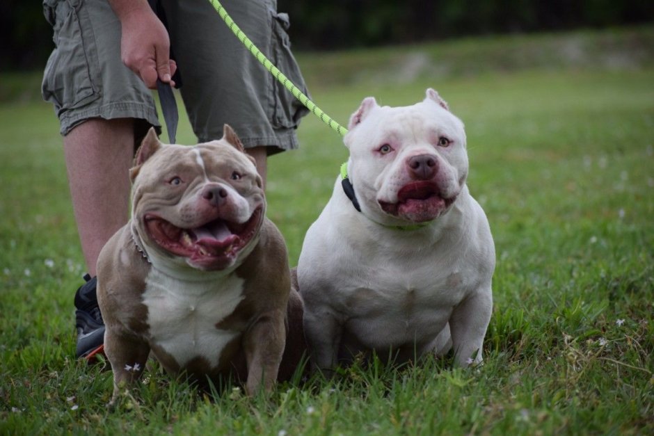 Американский булли покет белый