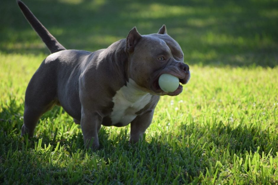 Американский булли высокий