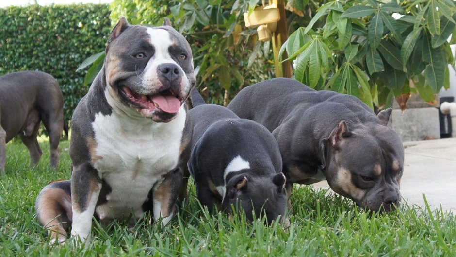 Американский булли меланист