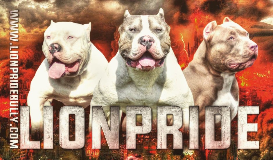 Питбуль XXL Monster Pride Pitbull