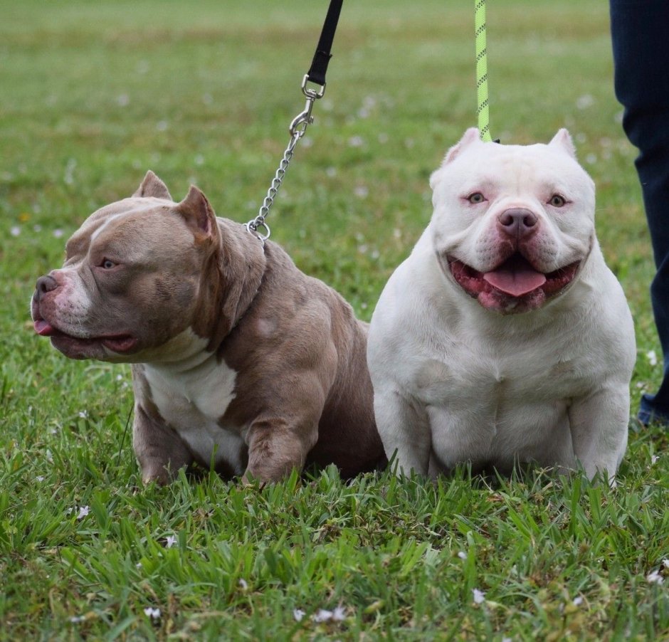 Американский булли покет Pocket