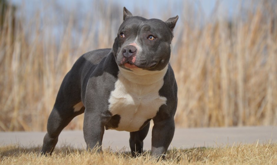 Американский булли покет черный