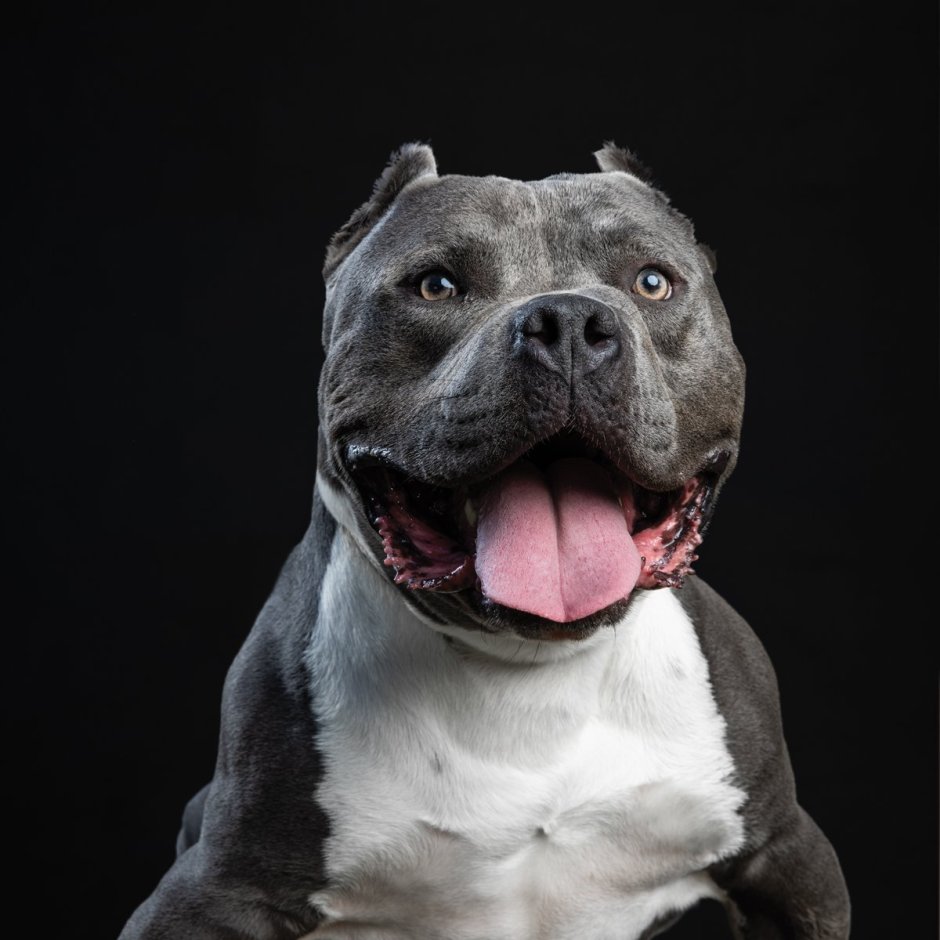 Американский питбультерьер