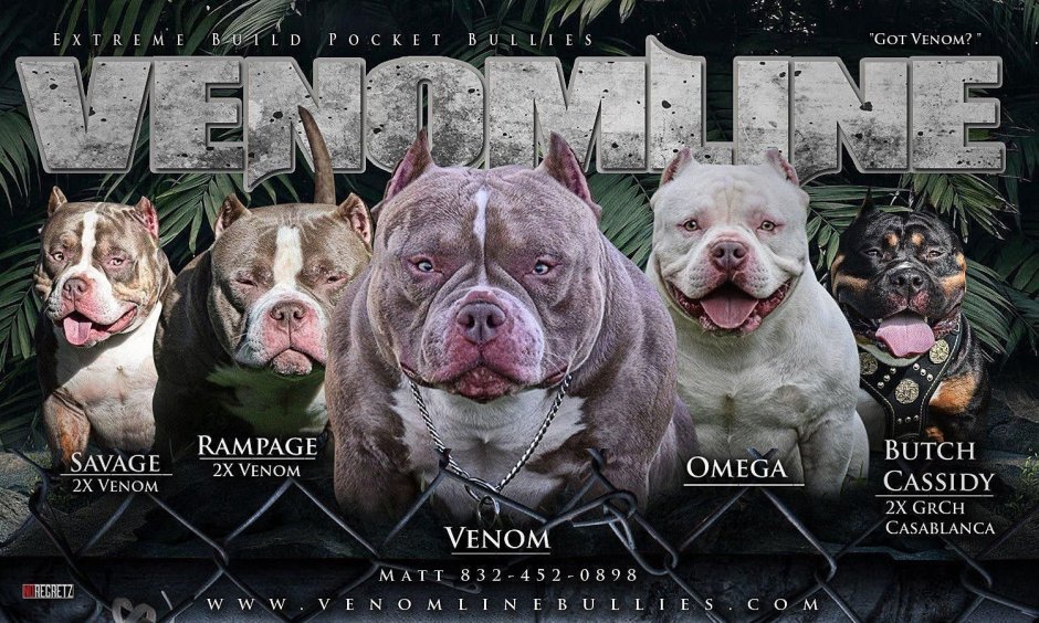 Американский булли стандарт Мерль