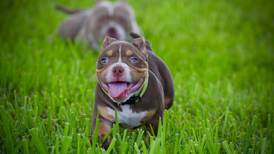 Американский булли шоколадный