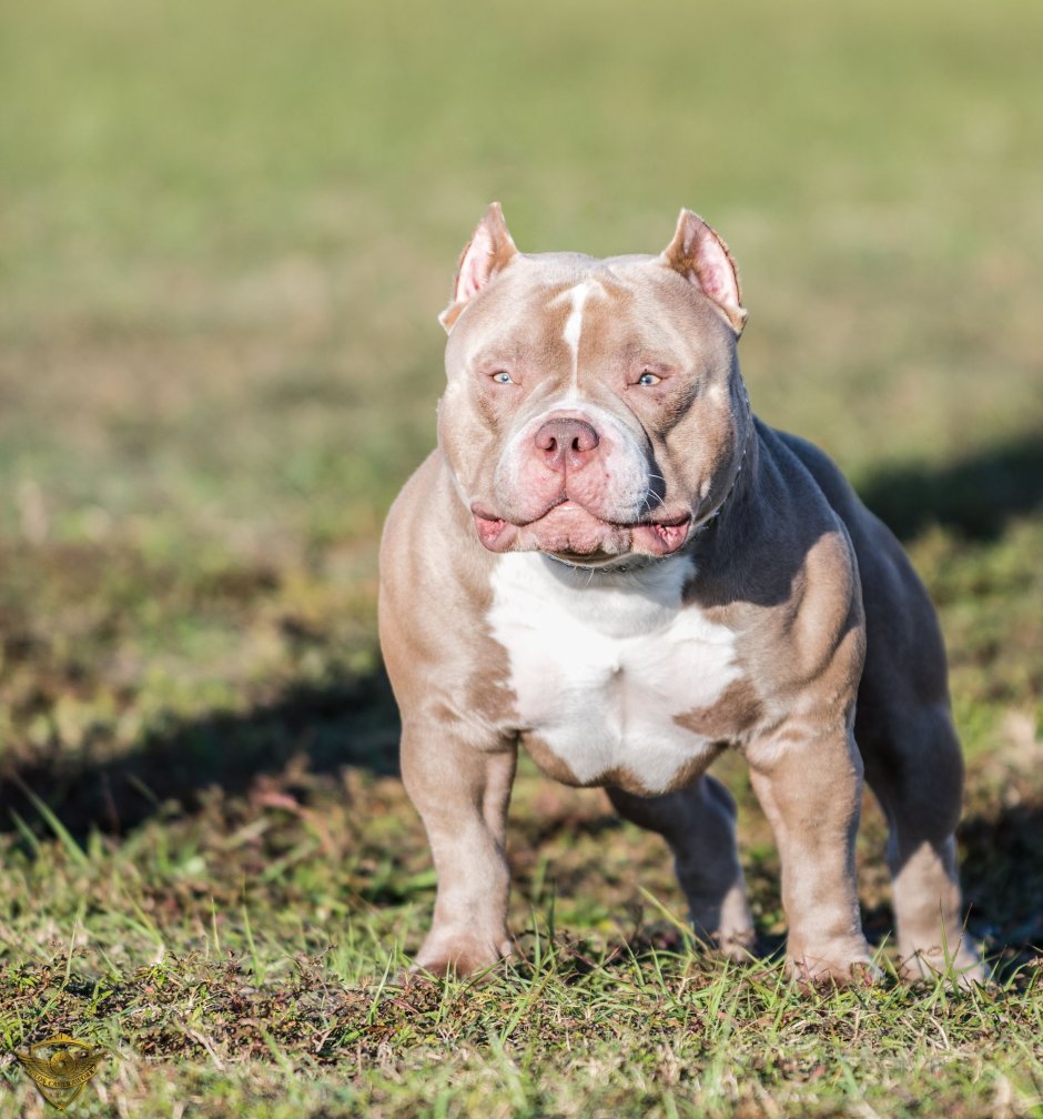 Американский булли