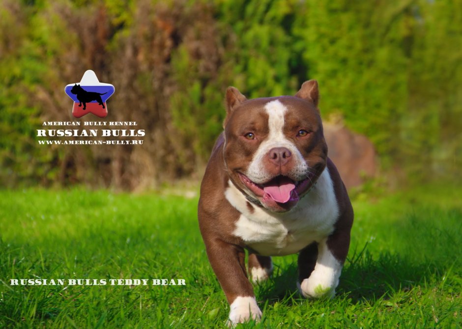 Russian bulls питомник булли