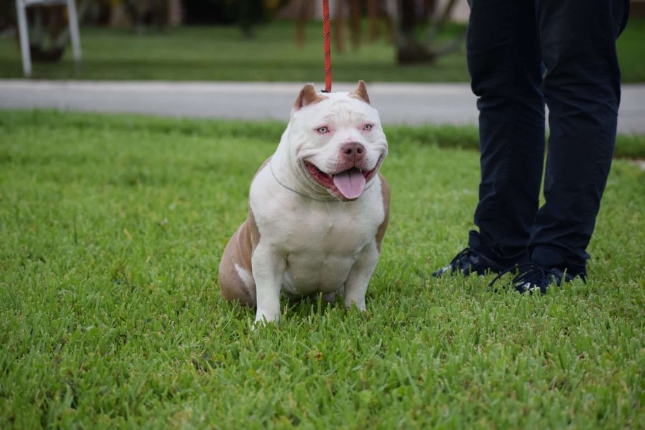 Американский булли покет белый