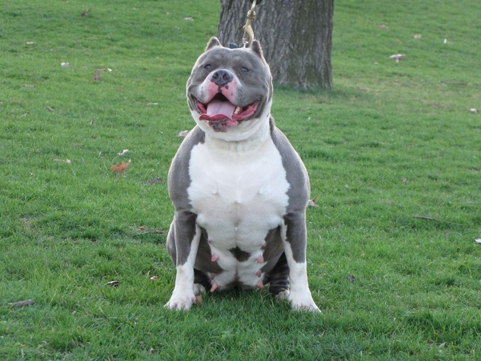 Американский булли макси