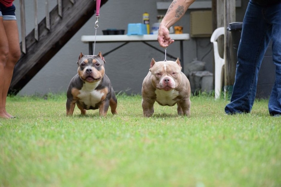 Американский булли Magoo