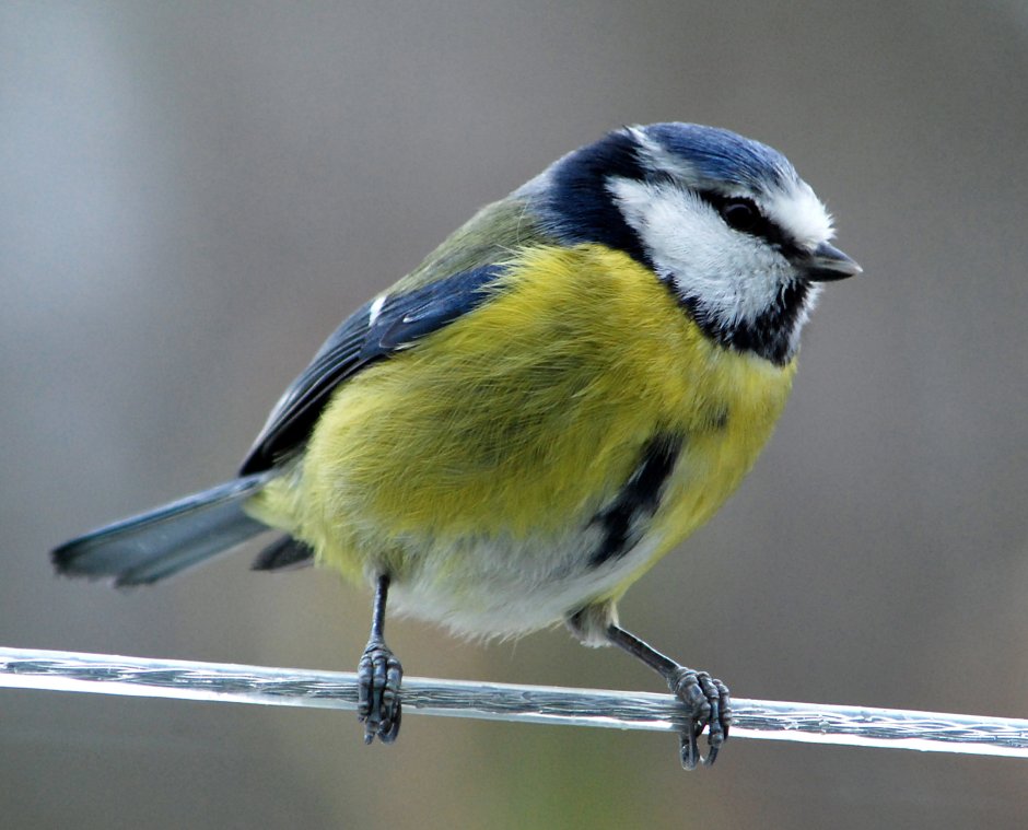 Vogel Gänz
