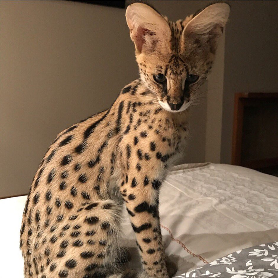 Кошка Саванна и сервал