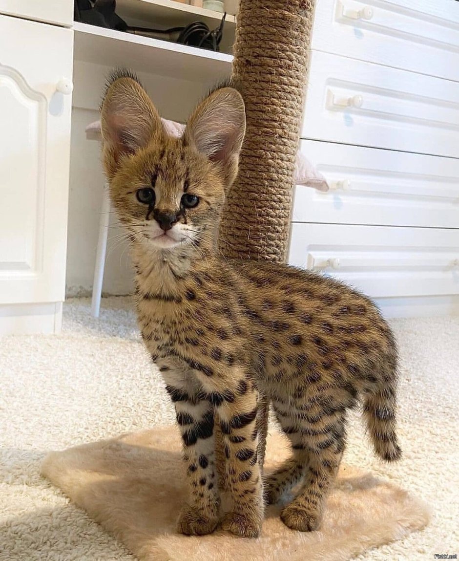Кошка Саванна Вики