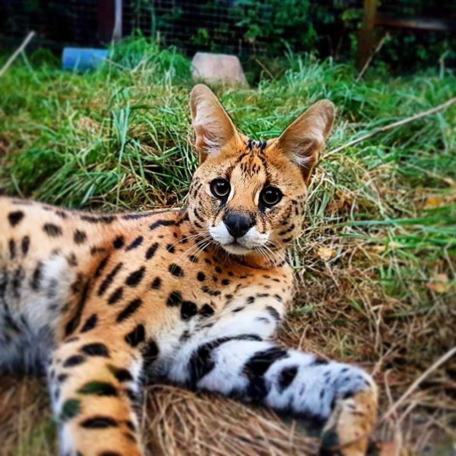 Кошка Рысь сервал