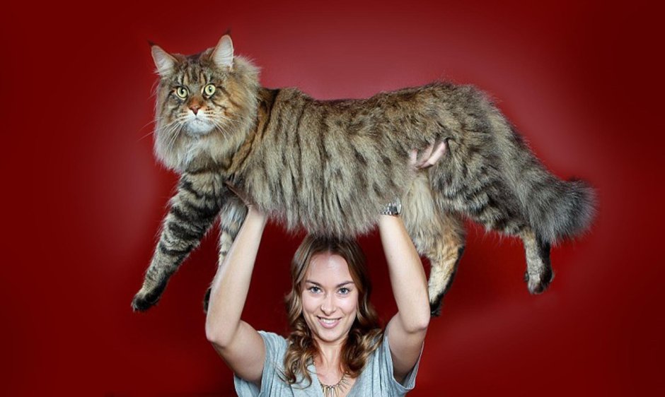 Мейн кун гигант